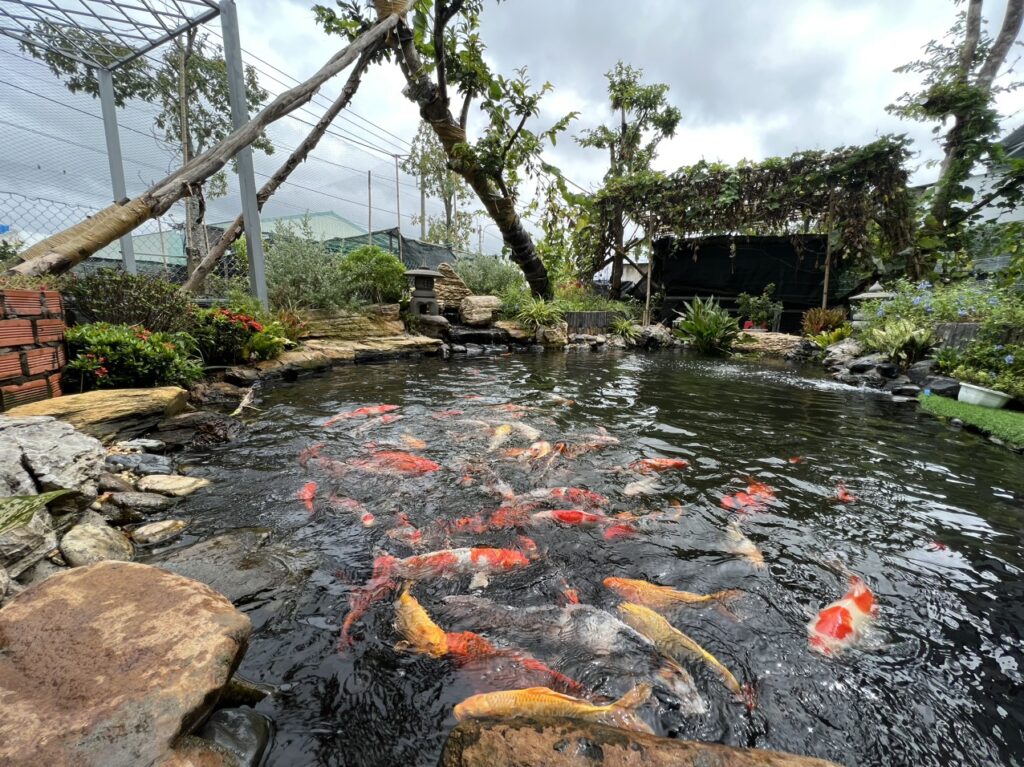 Bạt hồ nuôi cá Cà Mau tiện lợi, bền cho thủy sản