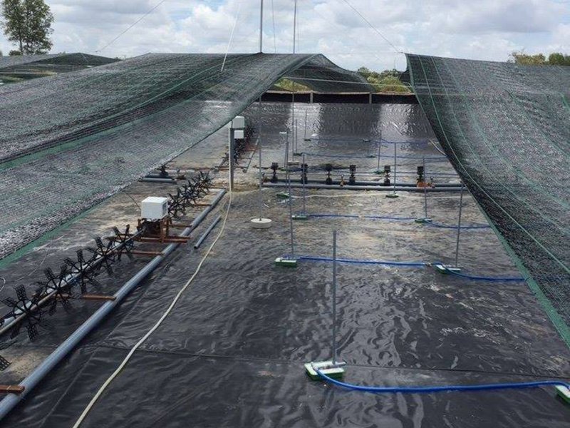 Bạt lót hồ tôm HDPE giúp nuôi thủy sản an toàn, hiệu quả