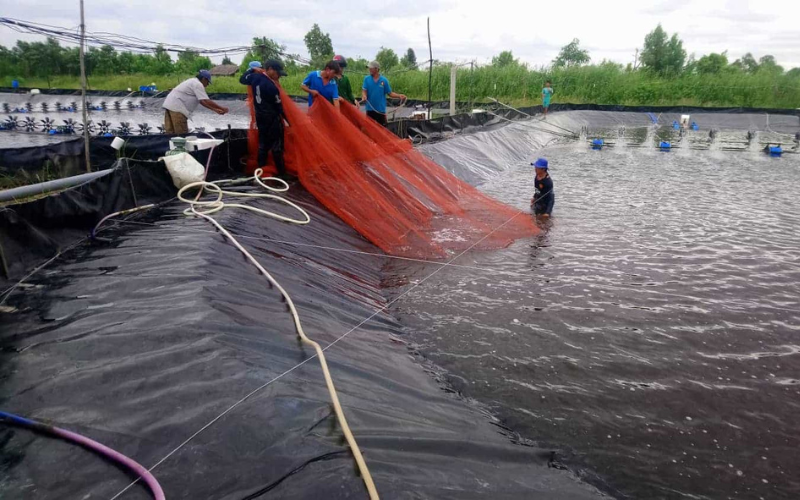 Bạt HDPE lót ao nuôi tôm là vật liệu tổng hợp