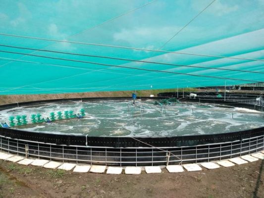 Bạt HDPE giúp hồ nuôi tôm bền, sạch và tiết kiệm chi phí