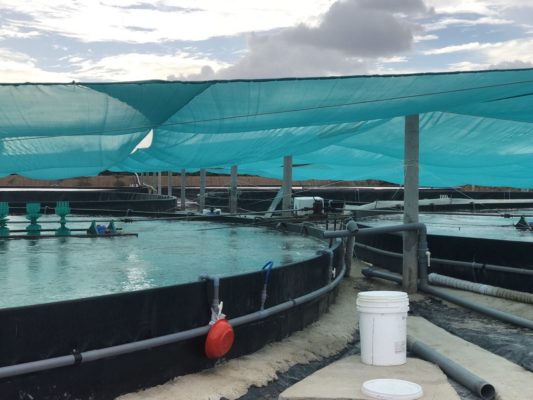 Quy trình lắp đặt bạt lót hồ nuôi tôm cần đúng kỹ thuật