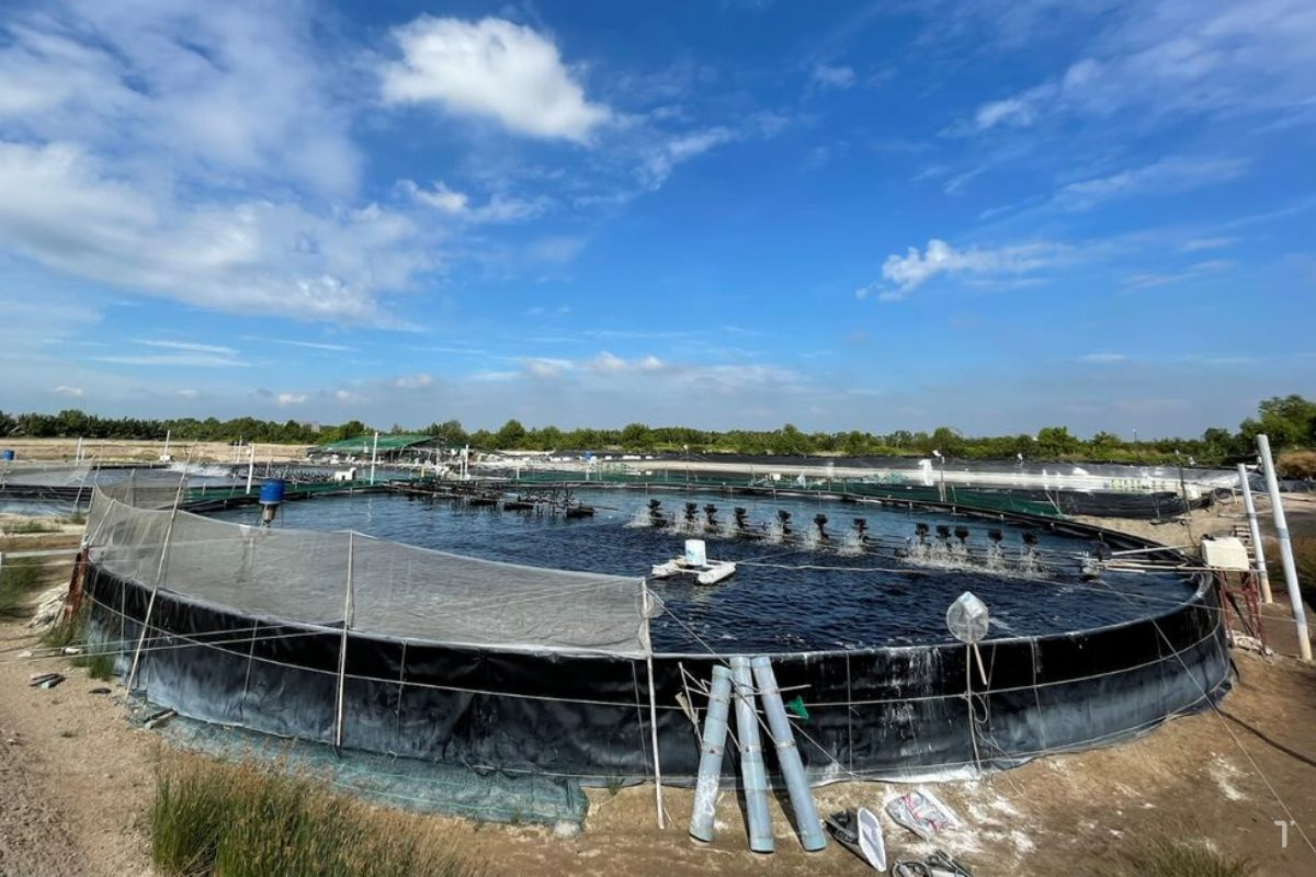 Giá bạt lót hồ nuôi tôm hôm nay cạnh tranh, đáng tin cậy