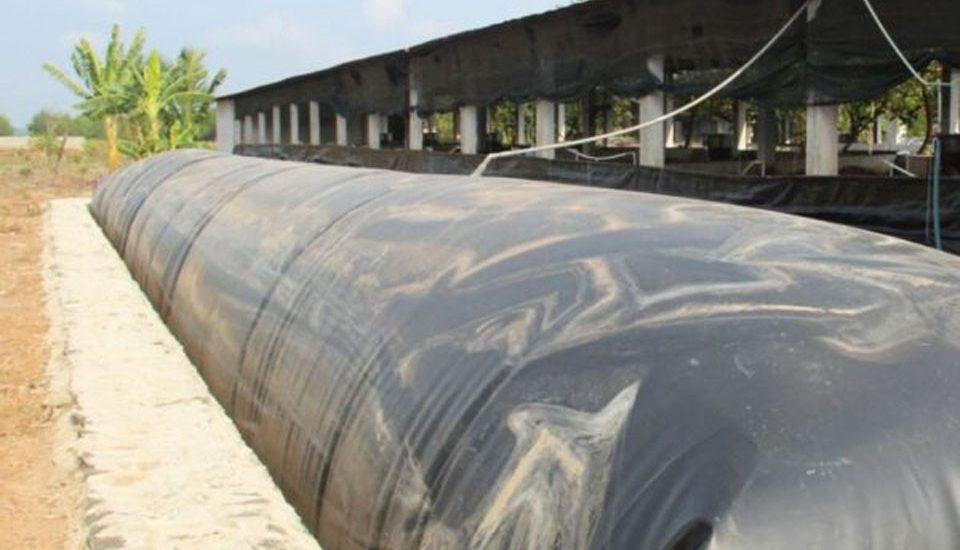 Ngành chăn nuôi phát triển, hầm biogas HDPE xử lý chất thải hiệu quả