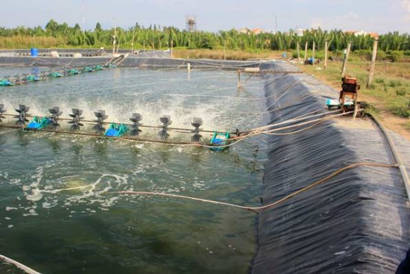 Báo giá bạt trải ao nuôi tôm HDPE luôn minh bạch, rõ ràng